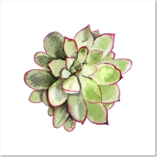 Echeveria Posters and Art